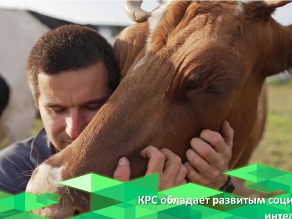 Французские биологи доказали, что крупный рогатый скот обладает развитым социальным интеллектом.