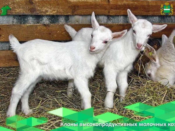 Китайские ученые успешно клонировали высокопродуктивных молочных коз.