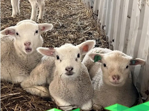 Селекция высокого уровня: как в Калужской области работают с породой Тексель